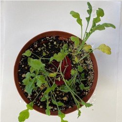 A poppy plant growing in a pot from planted seed paper.